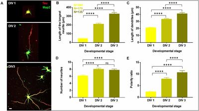 Membrane Cholesterol Is a Critical Determinant for Hippocampal Neuronal Polarity